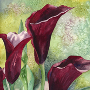 Three Calla Lillies by Anne Gifford