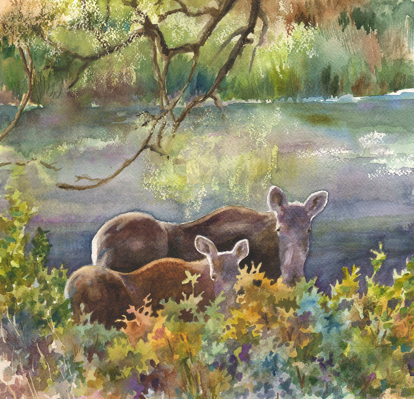 Moose in the Morning by Anne Gifford
