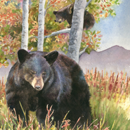 Mama Bear by Anne Gifford