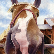 Nosey Horse by Anne Gifford